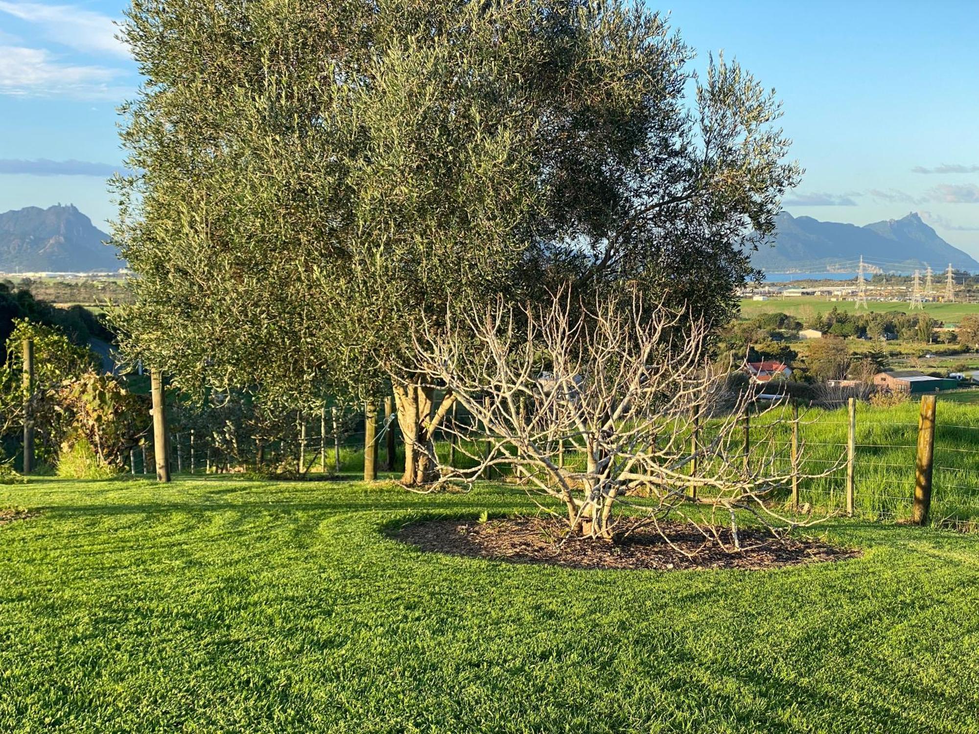 Moko Hiwi Escape Ruakaka - Tui Suite Exterior foto